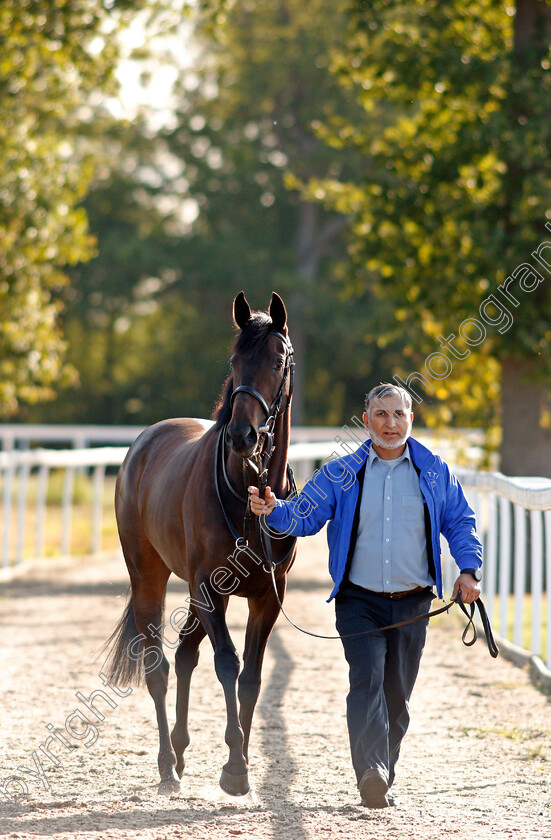 Wailea-Nights-0003 
 WAILEA NIGHTS being led from the stables to the paddock 
Chelmsford 4 Sep 2019 - Pic Steven Cargill / Racingfotos.com