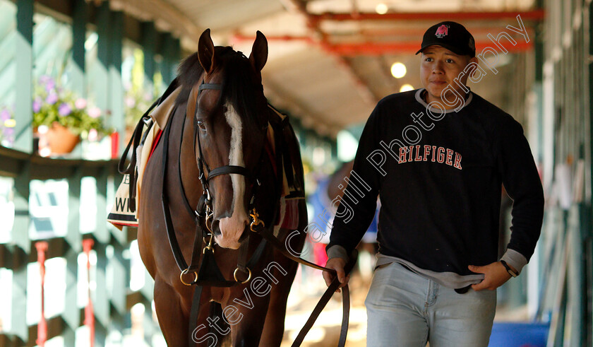 War-Of-Will-0003 
 WAR OF WILL exercising with groom Omar in preparation for the Preakness Stakes
Pimlico, Baltimore USA, 15 May 2019 - Pic Steven Cargill / Racingfotos.com