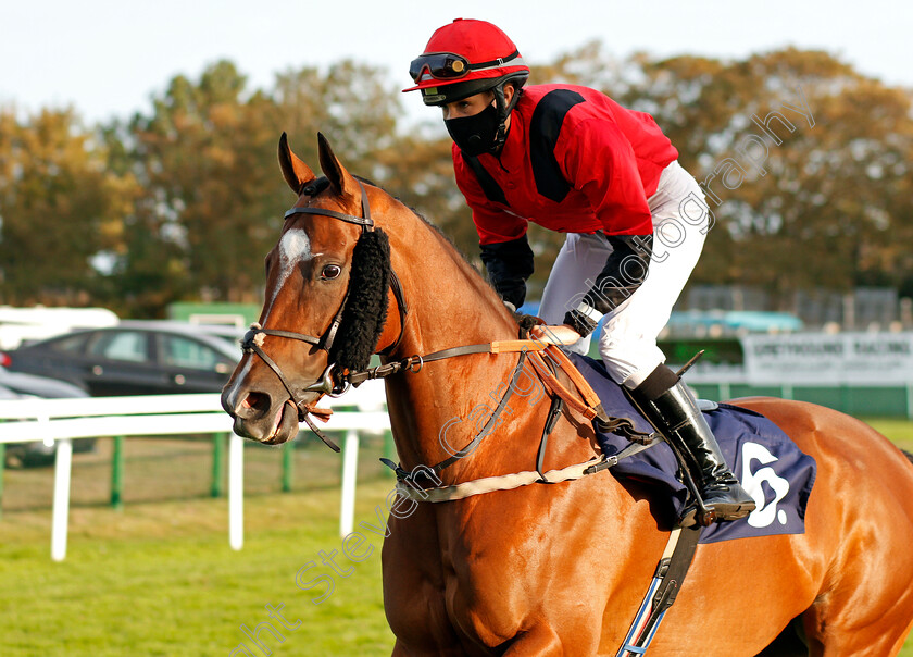 Wild-Flower-0001 
 WILD FLOWER (Molly Presland) before winning The Final Furlong Podcast Handicap
Yarmouth 17 Sep 2020 - Pic Steven Cargill / Racingfotos.com