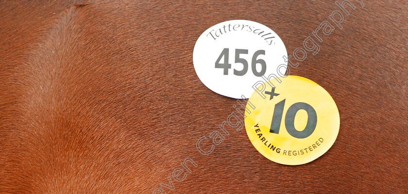 Tattersalls-0001 
 Stickers on a yearling at Tattersalls Sales
Newmarket 10 Oct 2019 - Pic Steven Cargill / Racingfotos.com