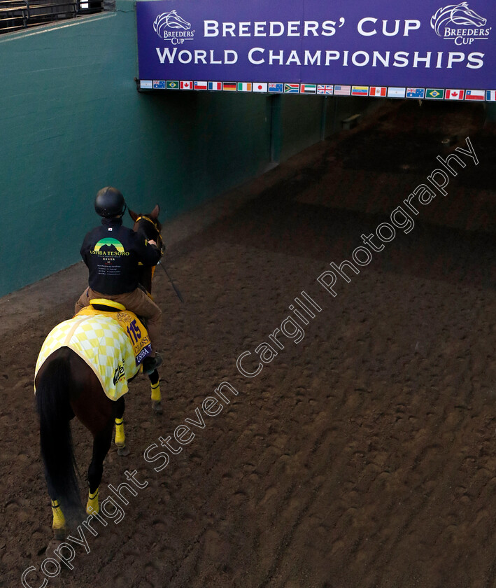 Ushba-Tesoro-0002 
 USGHBA TESORO training for the Breeders' Cup Classic
Santa Anita USA, 1 Nov 2023 - Pic Steven Cargill / Racingfotos.com