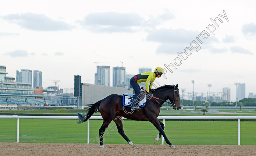 Spirit-Of-Leros-0001 
 SPIRIT OF LEROS training at the Dubai Racing Carnival 
Meydan 2 Jan 2025 - Pic Steven Cargill / Racingfotos.com