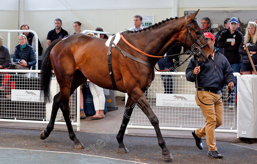 Lot-0098-Sugar-Baron-0001 
 Top Lot 098 SUGAR BARON selling for £28,000 at Tattersalls Ireland Ascot Sale
5 Jun 2018 - Pic Steven Cargill / Racingfotos.com