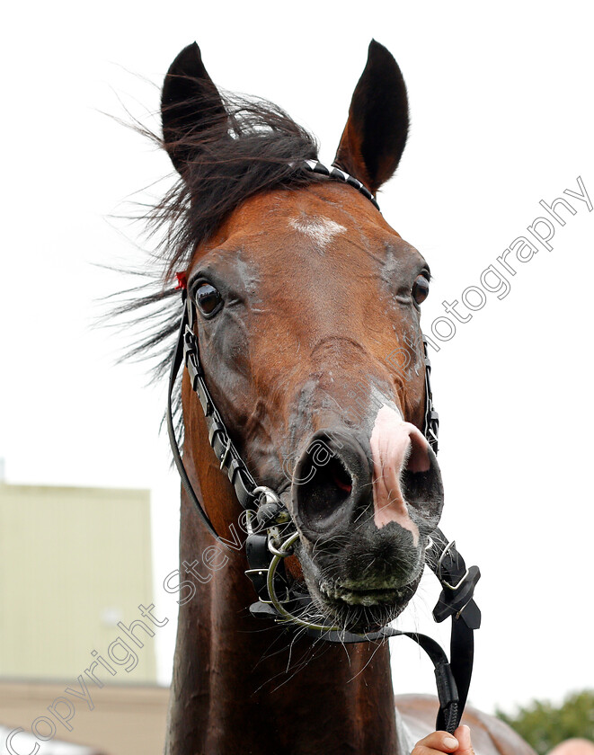 Megallan-0009 
 MEGALLAN after The D & N Construction Sovereign Stakes
Salisbury 12 Aug 2021 - Pic Steven Cargill / Racingfotos.com