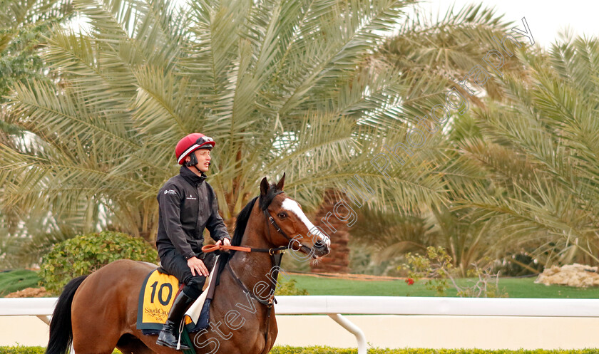 Spirit-Dancer-0005 
 SPIRIT DANCER training for The Neom Turf Cup
King Abdulaziz Racetrack, Saudi Arabia 22 Feb 2024 - Pic Steven Cargill / Racingfotos.com