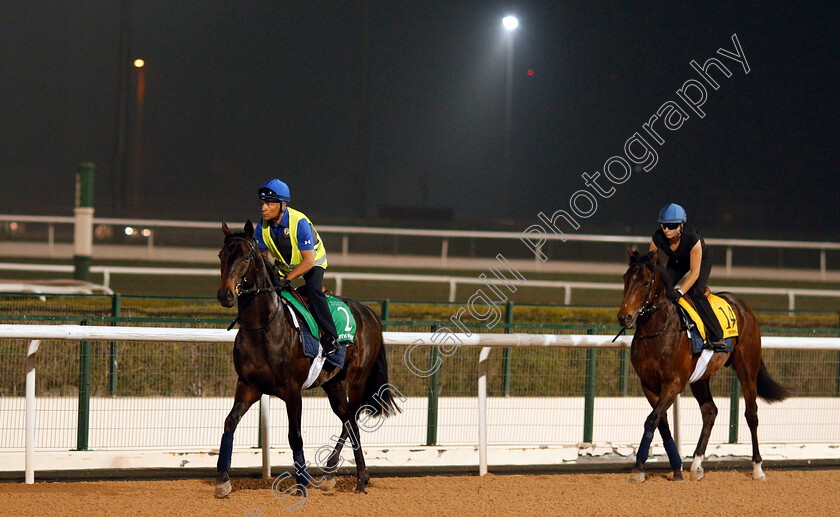 Cloth-Of-Stars-0002 
 CLOTH OF STARS exercising in preparation for the Dubai Sheema Classic Meydan 29 Mar 2018 - Pic Steven Cargill / Racingfotos.com