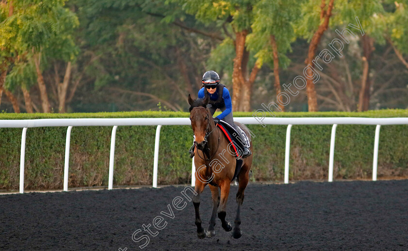 Tiger-Crusade-0002 
 TIGER CRUSADE training at the Dubai Racing Carnival
Meydan 1 Feb 2024 - Pic Steven Cargill / Racingfotos.com