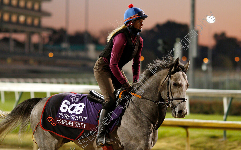 Havana-Grey-0001 
 HAVANA GREY exercising ahead of The Breeders' Cup Turf Sprint
Churchill Downs USA 29 Oct 2018 - Pic Steven Cargill / Racingfotos.com