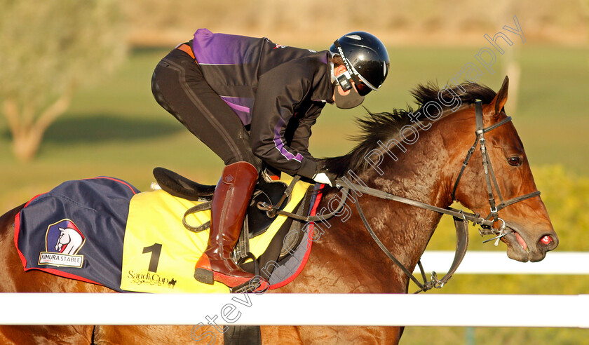 Authority-0002 
 AUTHORITY training for The Turf Cup
King Abdulaziz Racetrack, Riyadh, Saudi Arabia 22 Feb 2022 - Pic Steven Cargill / Racingfotos.com