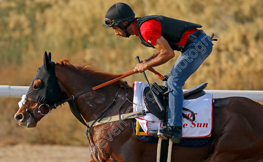 Emperor-Of-The-Sun-0004 
 EMPEROR OF THE SUN exercising in preparation for Friday's Bahrain International Trophy
Sakhir Racecourse, Bahrain 18 Nov 2021 - Pic Steven Cargill / Racingfotos.com