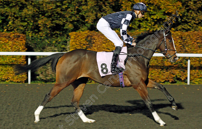 Leigh s-Law-0001 
 LEIGH'S LAW (Louis Steward) Kempton 8 Nov 2017 - Pic Steven Cargill / Racingfotos.com