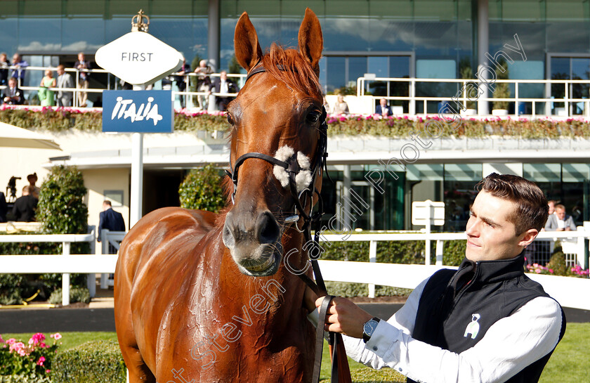 Isomer-0005 
 ISOMER after The Chapel Down Classified Stakes
Ascot 7 Sep 2018 - Pic Steven Cargill / Racingfotos.com