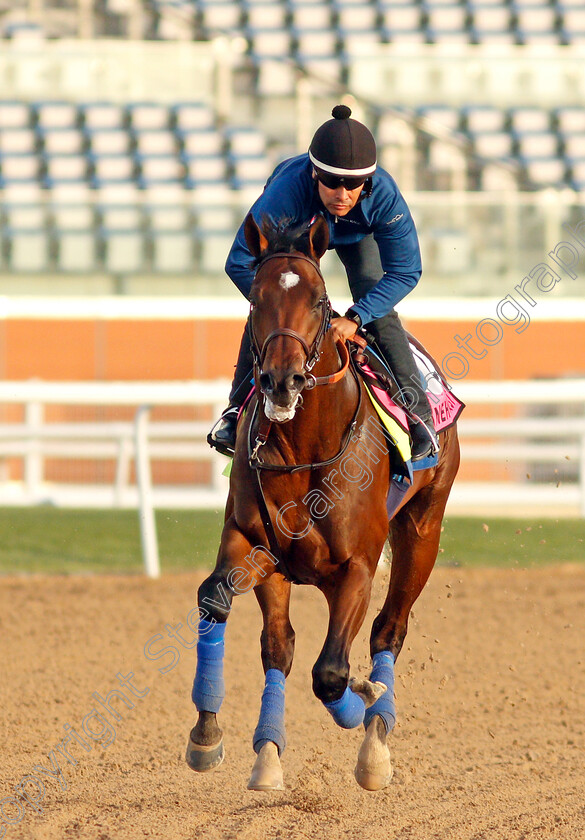 Pinehurst-0003 
 PINEHURST training for the UAE Derby
Meydan, Dubai, 23 Mar 2022 - Pic Steven Cargill / Racingfotos.com