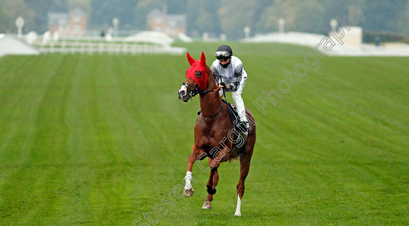 Tyson-Fury-0002 
 TYSON FURY (Kieran Shoemark) before winning The Charlie Waller Trust Novice Stakes
Ascot 2 Oct 2020 - Pic Steven Cargill / Racingfotos.com