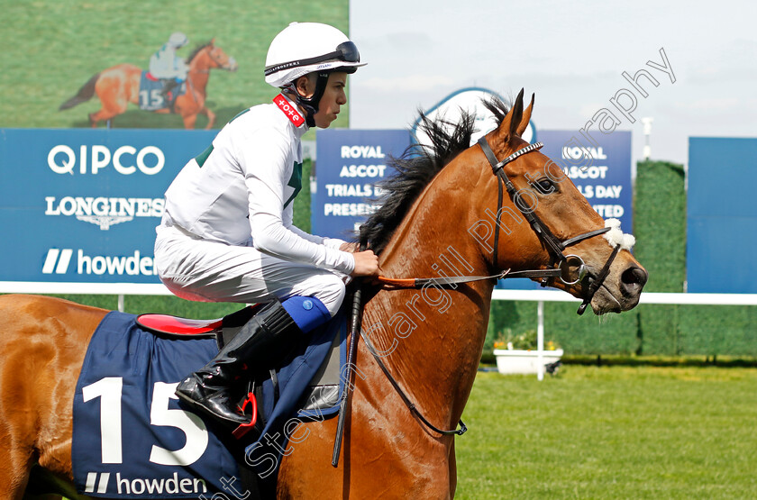 Diffident-Spirit-0002 
 DIFFIDENT SPIRIT (Tommie Jakes)
Ascot 3 May 2023 - Pic Steven Cargill / Racingfotos.com