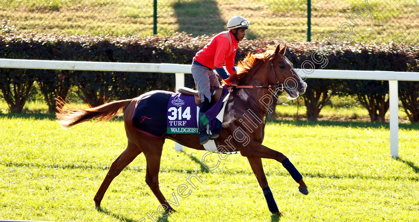 Waldgeist-0002 
 WALDGEIST exercising ahead of the Breeders' Cup Turf 
Churchill Downs USA 29 Oct 2018 - Pic Steven Cargill / Racingfotos.com