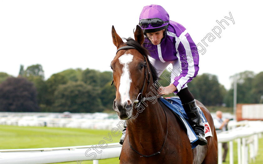 Constantinople-0001 
 CONSTANTINOPLE (Ryan Moore)
York 21 Aug 2019 - Pic Steven Cargill / Racingfotos.com