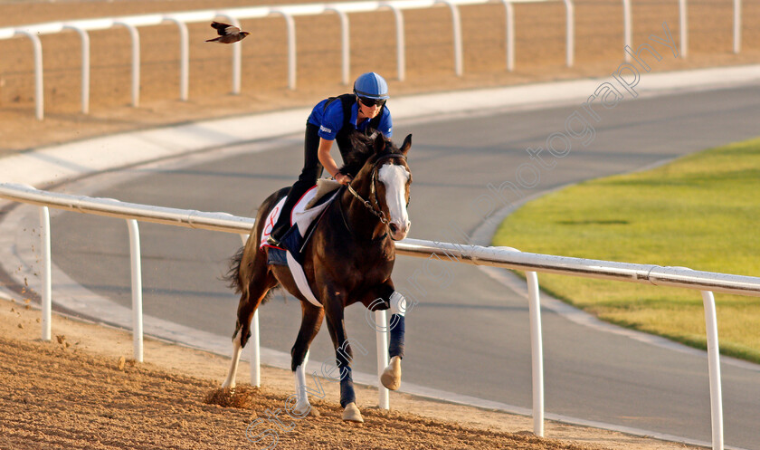 Talismanic-0005 
 TALISMANIC exercising in preparation for The Dubai World Cup Meydan 28 Mar 2018 - Pic Steven Cargill / Racingfotos.com