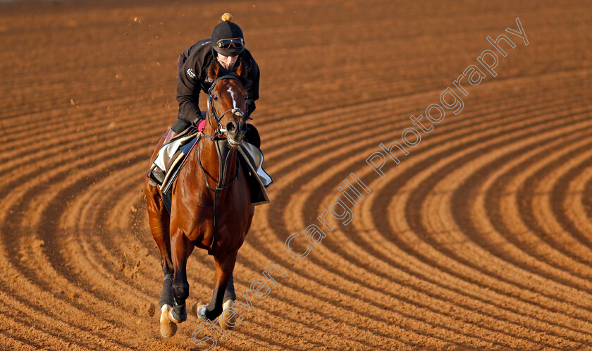 The-Foxes-0002 
 THE FOXES training for The Neom Turf Cup
King Abdulaziz Racecourse, Saudi Arabia 20 Feb 2024 - Pic Steven Cargill / Racingfotos.com