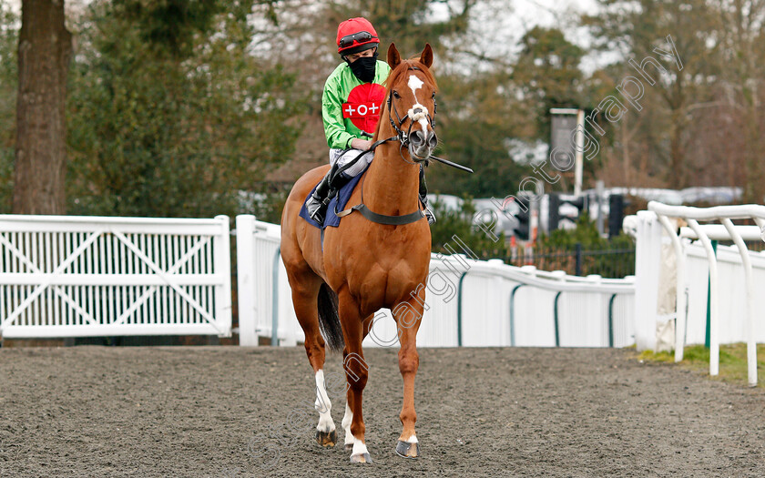 Tone-The-Barone-0001 
 TONE THE BARONE (Ryan Moore)
Lingfield 6 Mar 2021 - Pic Steven Cargill / Racingfotos.com