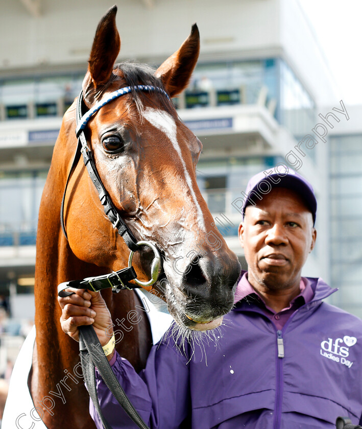 Enbihaar-0008 
 ENBIHAAR after The DFS Park Hill Stakes
Doncaster 12 Sep 2019 - Pic Steven Cargill / Racingfotos.com