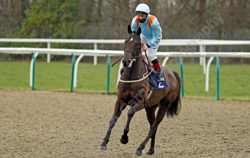 Ventura-Kingdom-0001 
 VENTURA KINGDOM (Ben Curtis)
Lingfield 6 Feb 2021 - Pic Steven Cargill / Racingfotos.com