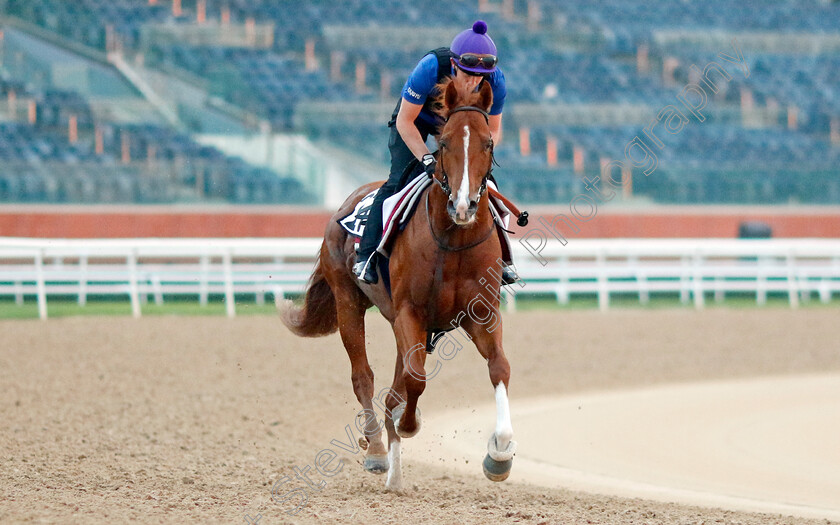 Zoulu-Chief-0002 
 ZOULU CHIEF training at the Dubai Racing Carnival
Meydan 1 Feb 2024 - Pic Steven Cargill / Racingfotos.com