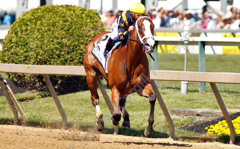 Covfefe-0004 
 COVFEFE (Javier Castellano) wins The Miss Preakness Stakes
Pimlico, Baltimore USA, 17 May 2019 - Pic Steven Cargill / Racingfotos.com