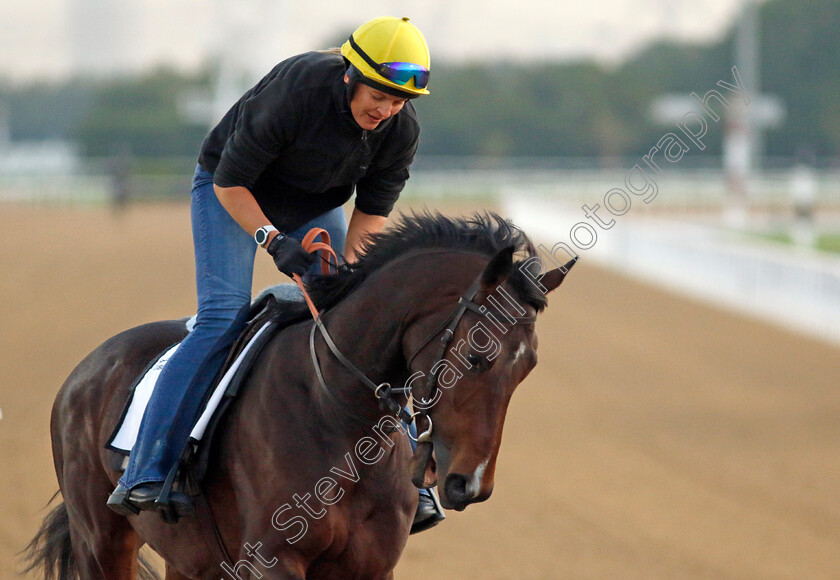 Channagide-0002 
 CHANNAGIDE training at the Dubai Racing Carnival
Meydan 22 Jan 2025 - Pic Steven Cargill / Racingfotos.com