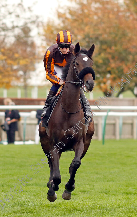 Margaret-Beaufort-0001 
 MARGARET BEAUFORT (Daniel Muscutt)
Newmarket 29 Oct 2022 - Pic Steven Cargill / Racingfotos.com