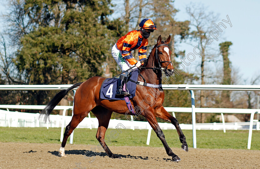 Road-To-Ringlet-0002 
 ROAD TO RINGLET (Jason Hart)
Lingfield 26 Feb 2021 - Pic Steven Cargill / Racingfotos.com