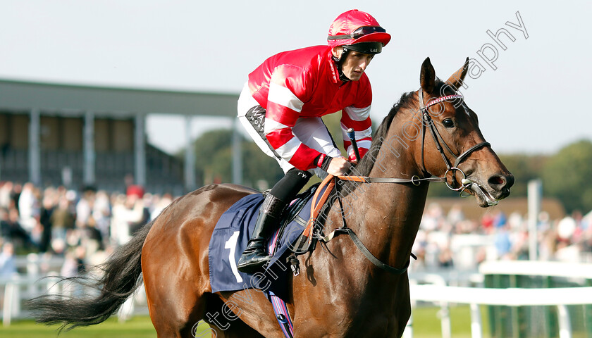 High-Spirited-0001 
 HIGH SPIRITED (Trevor Whelan)
Yarmouth 18 Sep 2024 - Pic Steven Cargill / Racingfotos.com