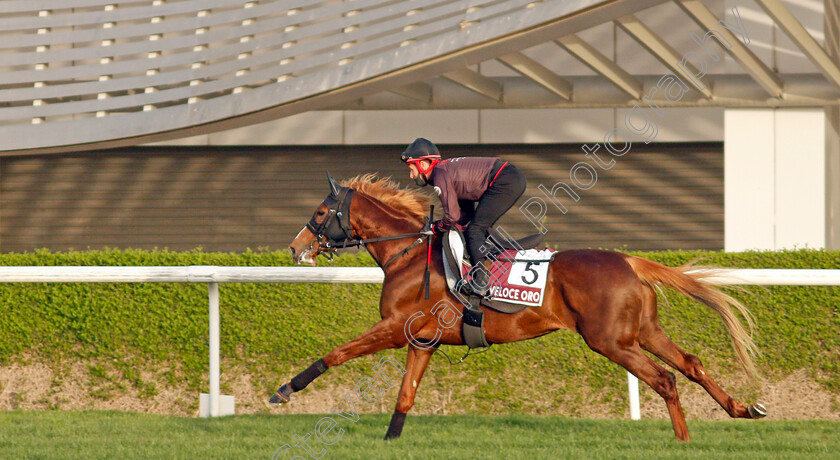 Veloce-Oro-0002 
 VELOCE ORO training for the Dubai Gold Cup
Meydan, Dubai, 23 Mar 2022 - Pic Steven Cargill / Racingfotos.com