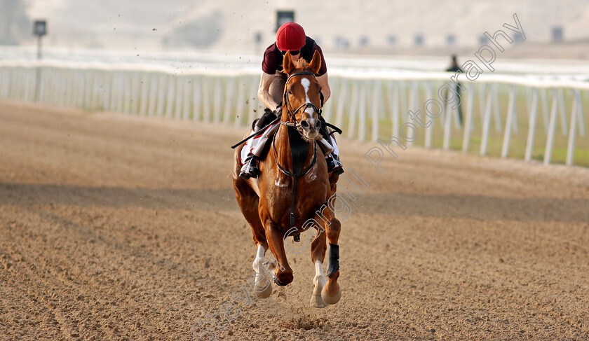 Sovereign-0007 
 SOVEREIGN training for the Bahrain International Trophy
Rashid Equestrian & Horseracing Club, Bahrain, 18 Nov 2020