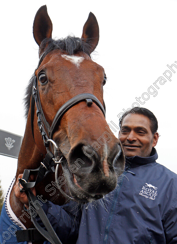 Headway-0011 
 HEADWAY after The 32Red Spring Cup Stakes Lingfield 3 Mar 2018 - Pic Steven Cargill / Racingfotos.com