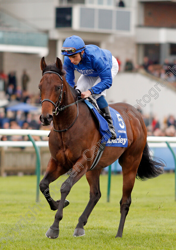 Pinatubo-0002 
 PINATUBO (William Buick) before The Darley Dewhurst Stakes
Newmarket 12 Oct 2019 - Pic Steven Cargill / Racingfotos.com