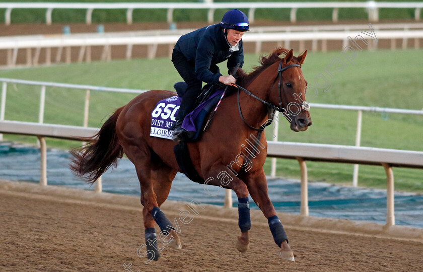 Algiers-0002 
 ALGIERS training for The Breeders' Cup Dirt Mile
Santa Anita USA, 31 October 2023 - Pic Steven Cargill / Racingfotos.com