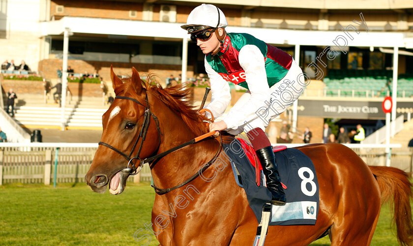 Rebel-Red-0002 
 REBEL RED (Rob Hornby)
Newmarket 19 Oct 2022 - Pic Steven Cargill / Racingfotos.com