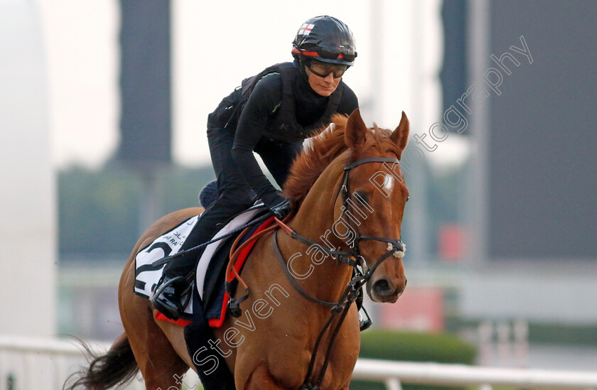 Restrict-0001 
 RESTRICT training at the Dubai Racing Carnival 
Meydan 4 Jan 2024 - Pic Steven Cargill / Racingfotos.com