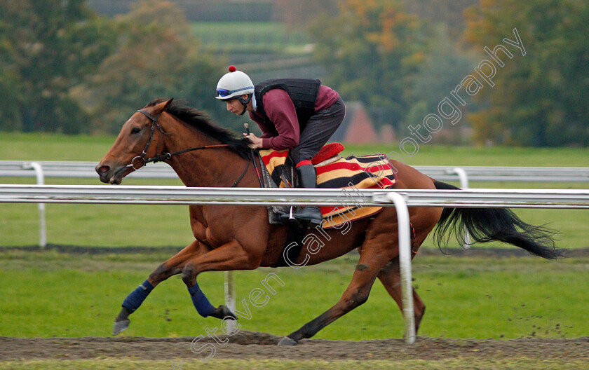 Big-Orange-0001 
 BIG ORANGE cantering on Warren Hill in Newmarket 13 Oct 2017 - Pic Steven Cargill / Racingfotos.com