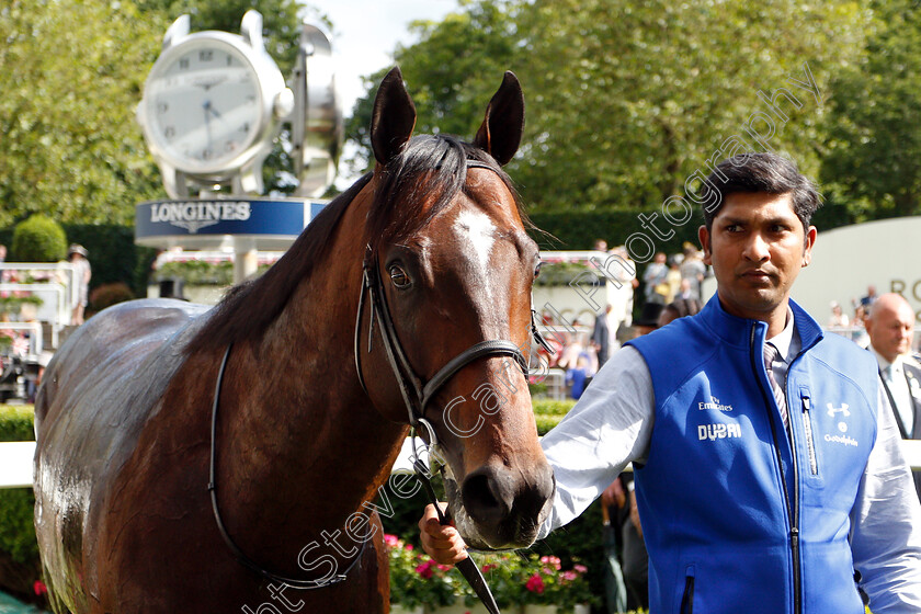 Blue-Point-0012 
 BLUE POINT after The Diamond Jubilee Stakes
Royal Ascot 22 Jun 2019 - Pic Steven Cargill / Racingfotos.com