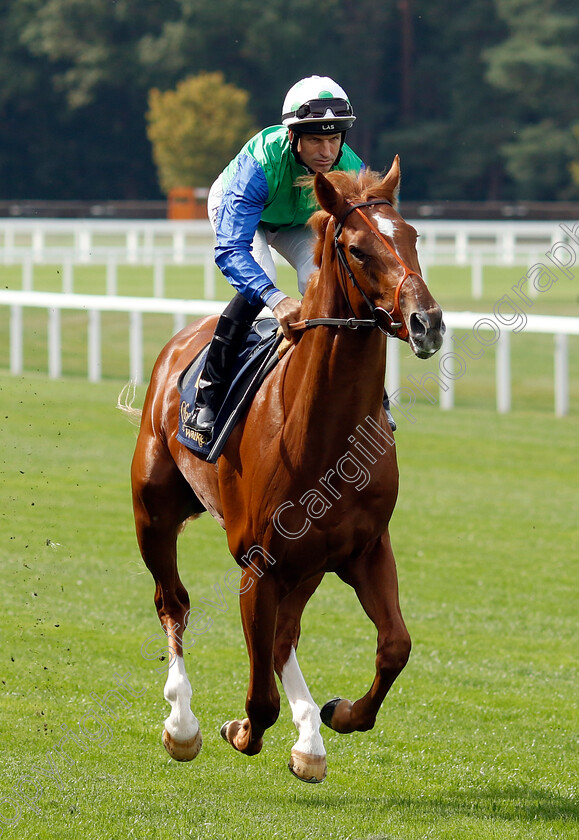 Monkey-Island-0002 
 MONKEY ISLAND (Pat Dobbs)
Ascot 8 Sep 2023 - Pic Steven Cargill / Racingfotos.com