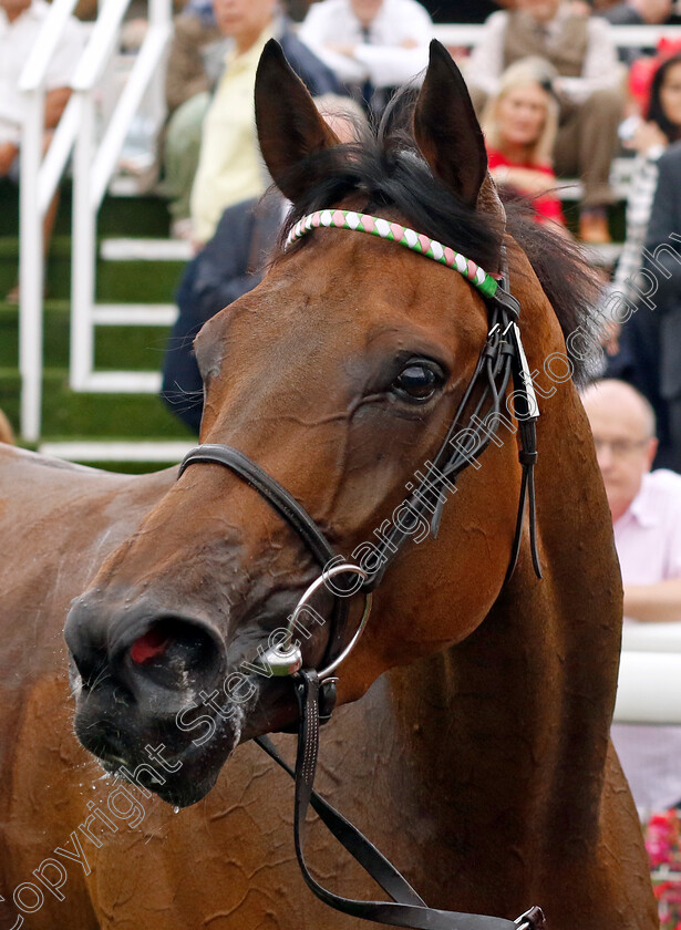 Haskoy-0006 
 HASKOY winner of The British EBF & Sir Henry Cecil Galtres Stakes
York 18 Aug 2022 - Pic Steven Cargill / Racingfotos.com