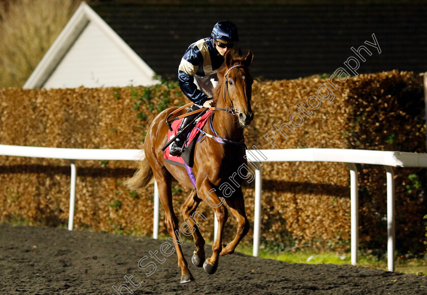 Almutraf-0002 
 ALMUTRAF (Jason Watson)
Kempton 11 Dec 2024 - Pic Steven Cargill / Racingfotos.com