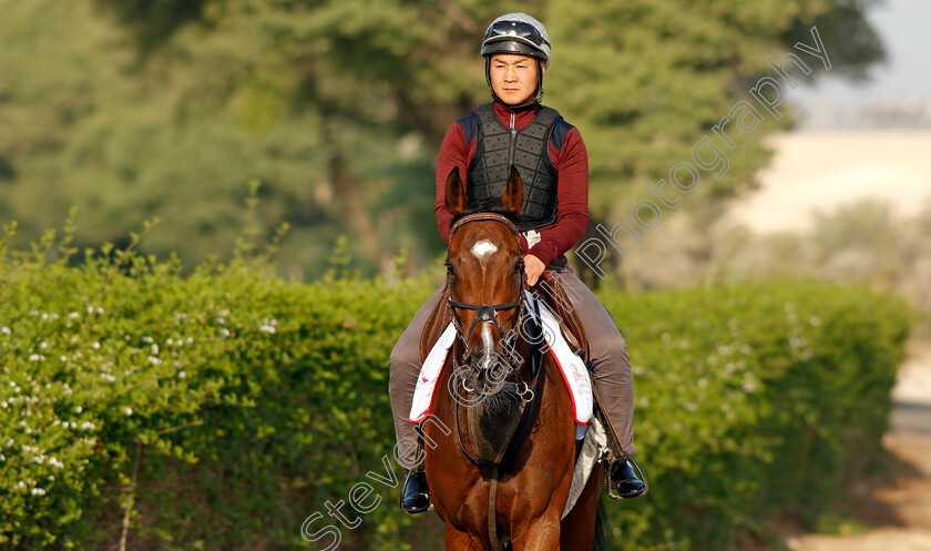 Penja-0007 
 PENJA exercising in preparation for Friday's Bahrain International Trophy
Sakhir Racecourse, Bahrain 17 Nov 2021 - Pic Steven Cargill / Racingfotos.com