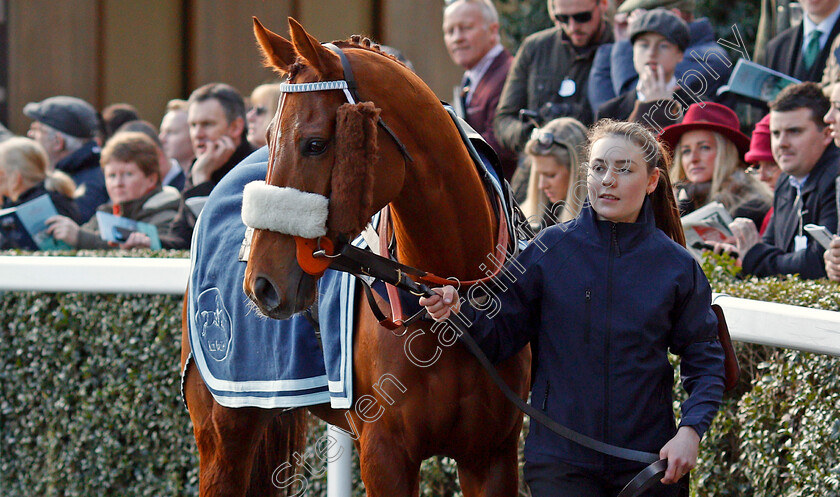 Another-Venture-0002 
 ANOTHER VENTURE Ascot 17 Feb 2018 - Pic Steven Cargill / Racingfotos.com