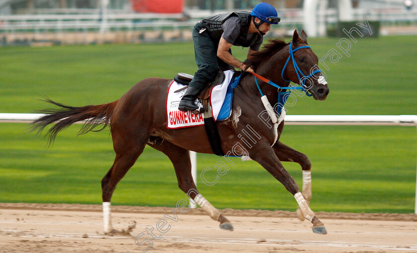 Gunnevera-0001 
 GUNNEVERA training for The Dubai World Cup
Meydan 28 Mar 2019 - Pic Steven Cargill / Racingfotos.com