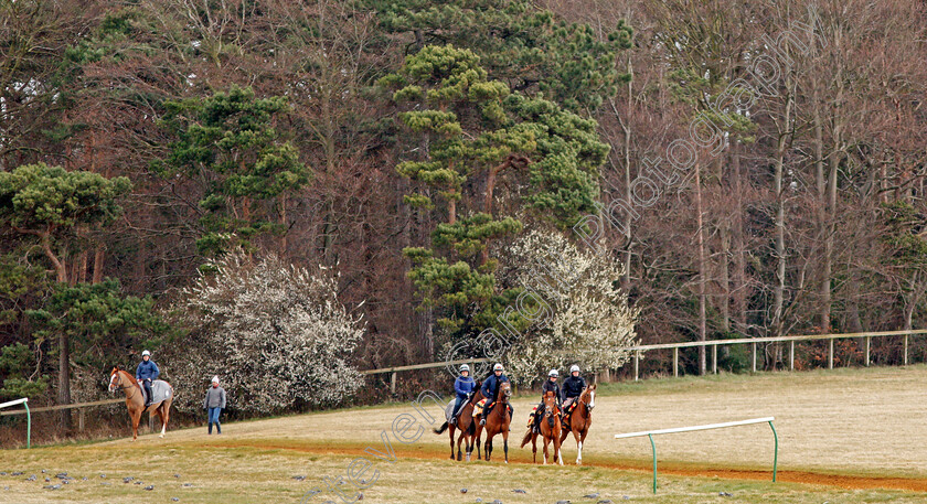 Newmarket-0010 
 A string of racehorses walk back to their stables after exercising on Warren Hill Newmarket 23 Mar 2018 - Pic Steven Cargill / Racingfotos.com