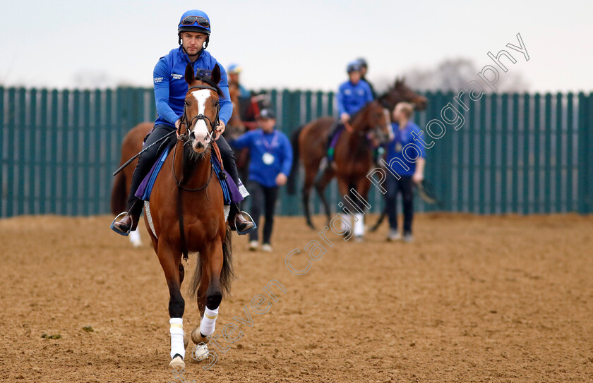 Mischief-Magic-0001 
 MISCHIEF MAGIC training for the Breeders' Cup Juvenile Turf Sprint
Keeneland USA 1 Nov 2022 - Pic Steven Cargill / Racingfotos.com