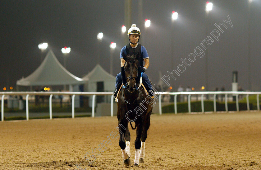 Switzerland-0001 
 SWITZERLAND training for The Golden Shaheen
Meydan 28 Mar 2019 - Pic Steven Cargill / Racingfotos.com